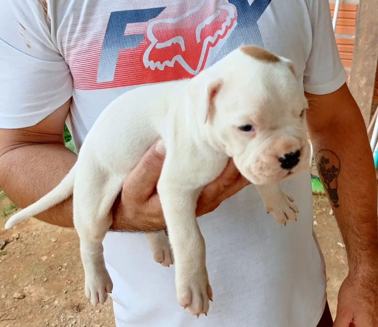 Filhote de Box 550$ - Foto 2