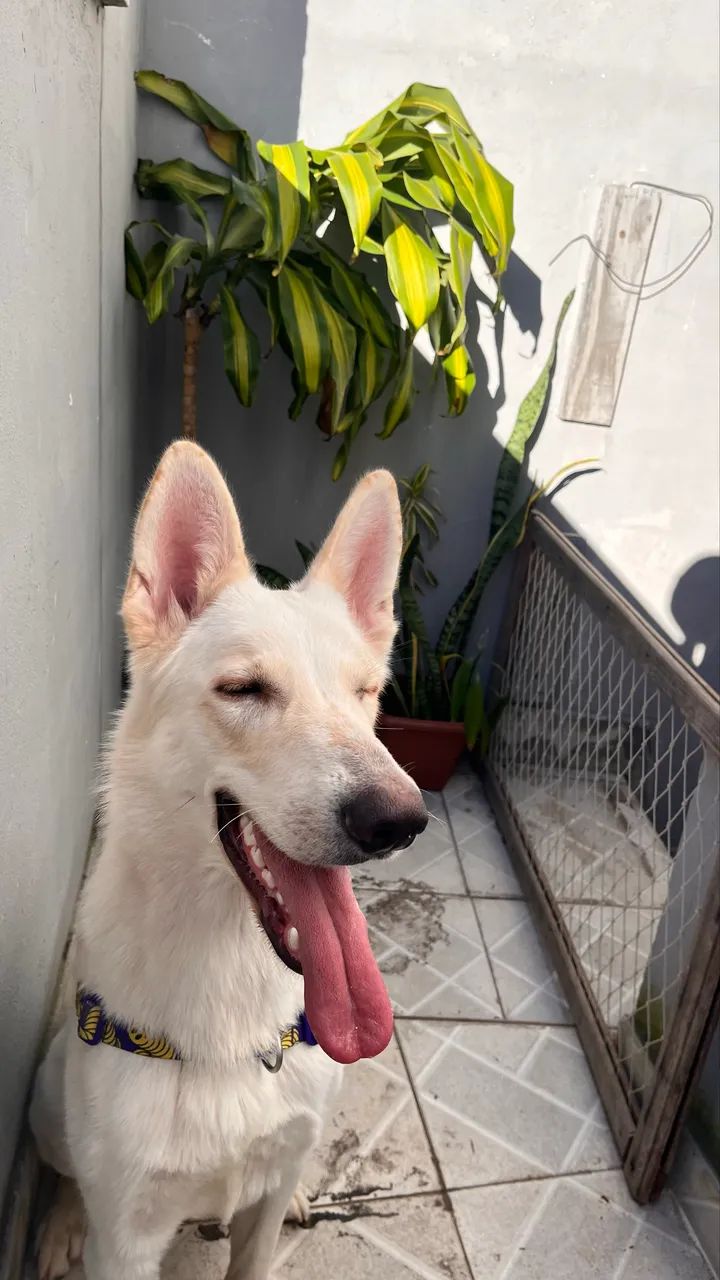 Doação - Cachorro - Foto 3