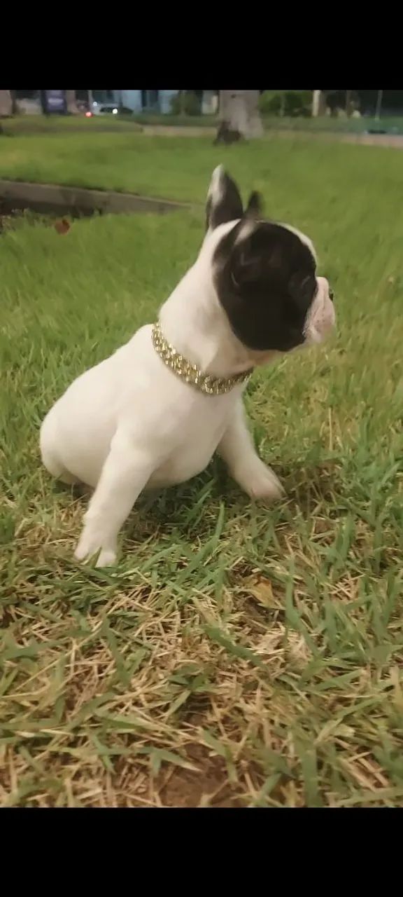 Buldogue francês micro  - Foto 2