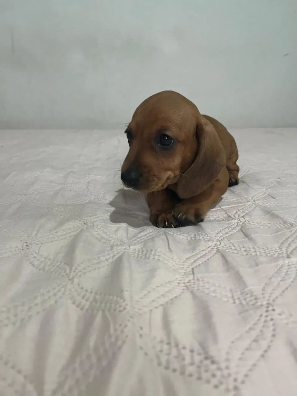 Filhotes de Dachshund