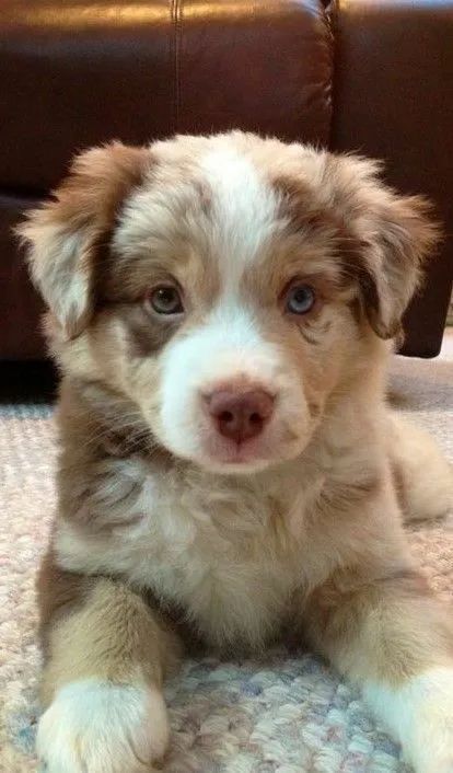 Filhote Border Collie 