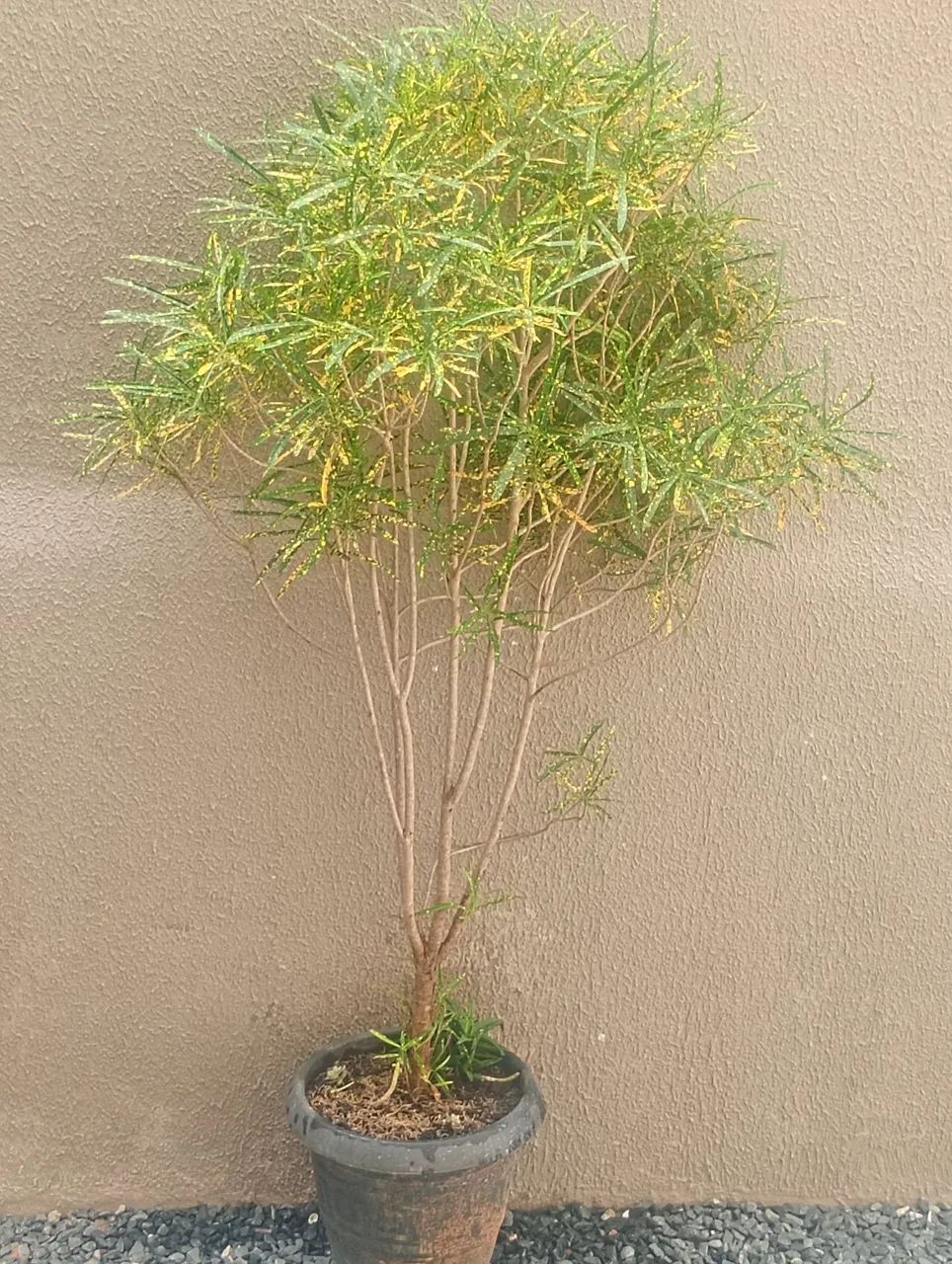 Vende está planta chamar no ZAP * - Foto 2