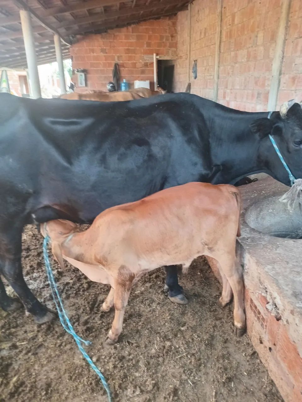 Vendo essa vaca  - Foto 5