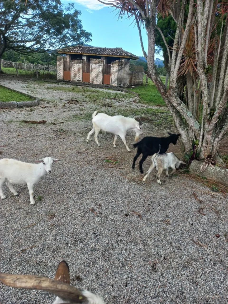 MINI CABRAS  - Foto 5