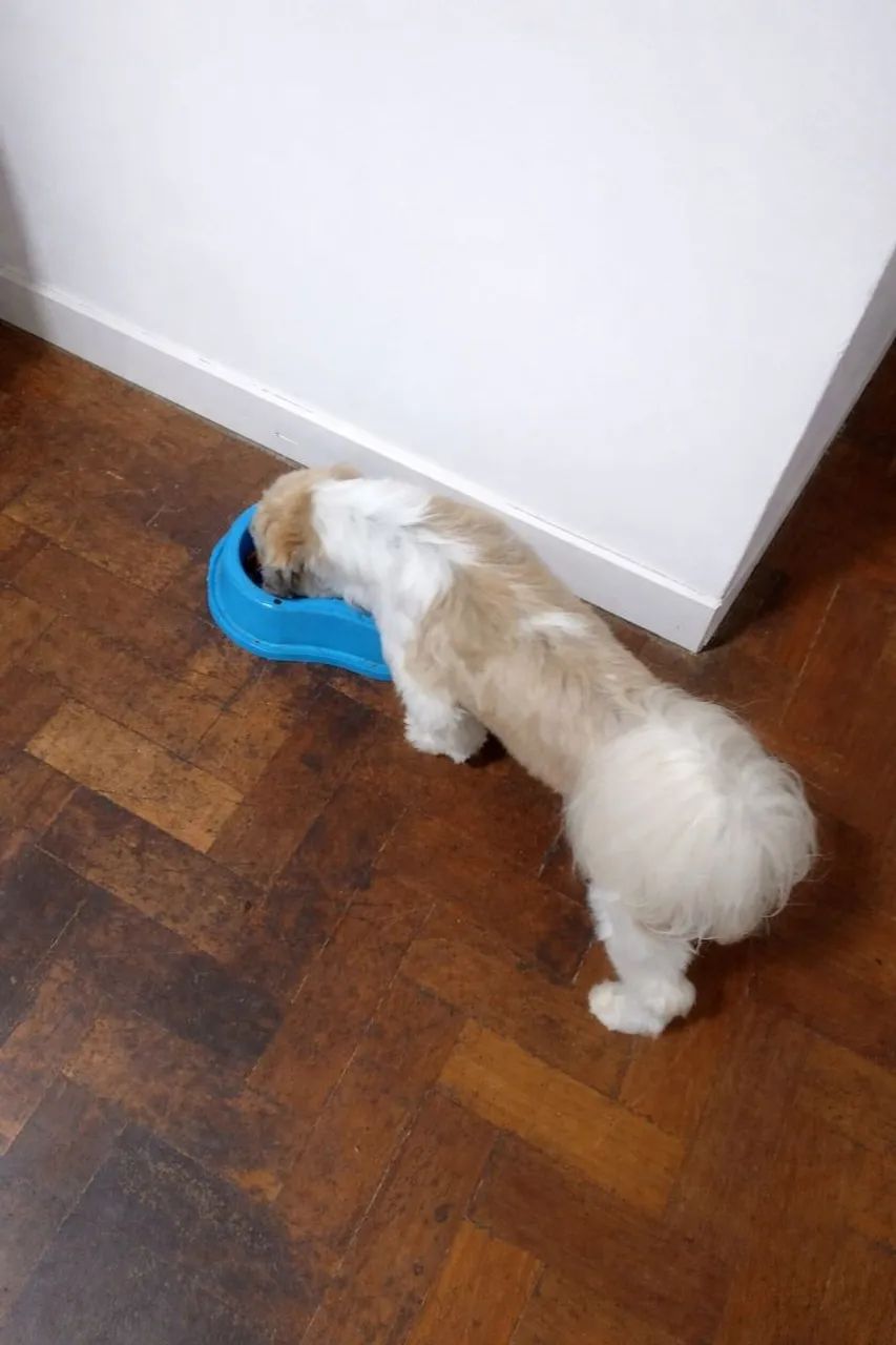 Hospedagem domiciliar pet  - Foto 3