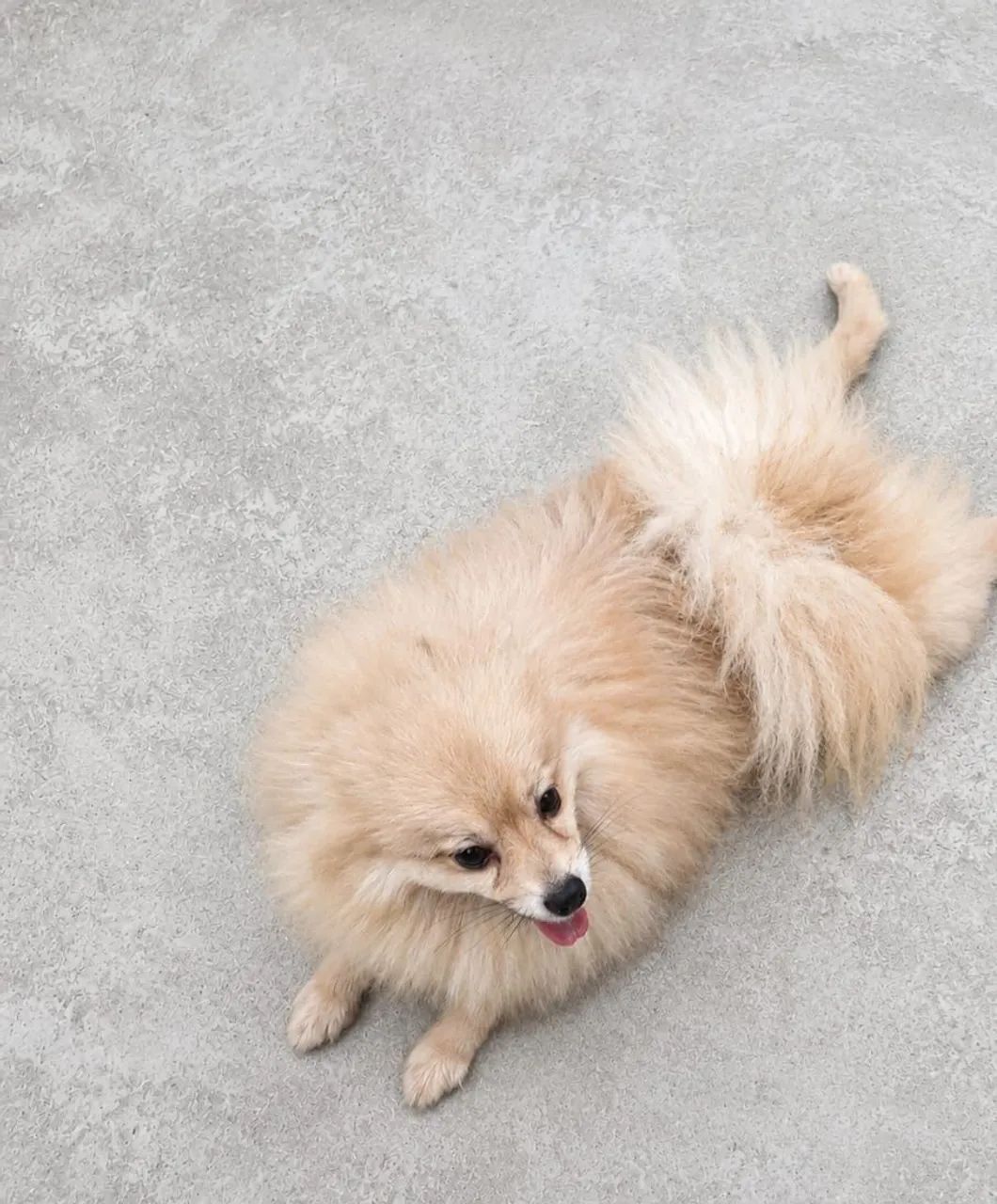 Lulu da pomerânia Adulto Legítimo Bem Peludo - Foto 2