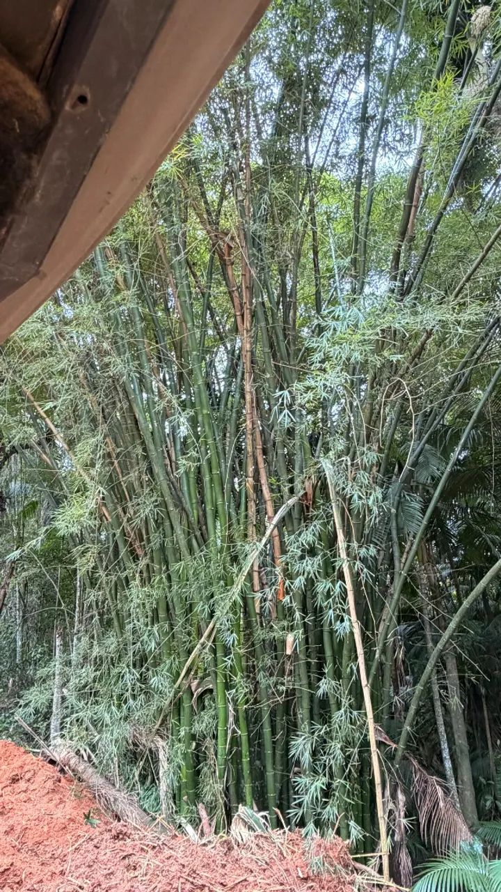 Bambu verde gigante  - Foto 5