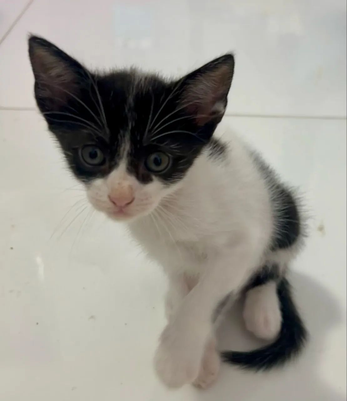 Gato filhote adoção  - Foto 3
