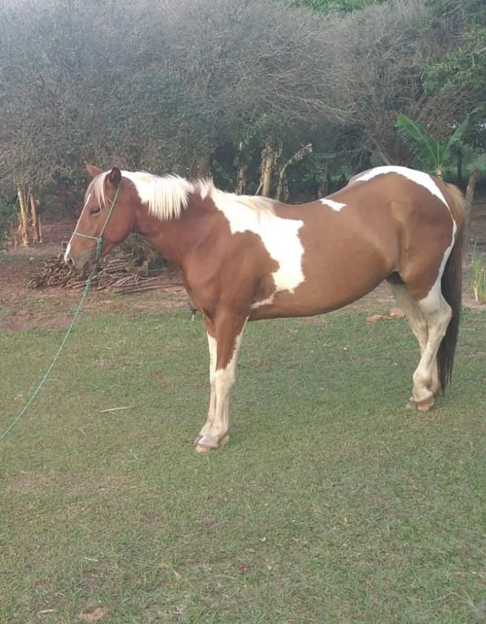 Égua quardemilha 