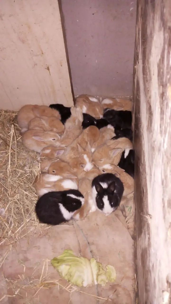 Filhotes de coelhos - Foto 2
