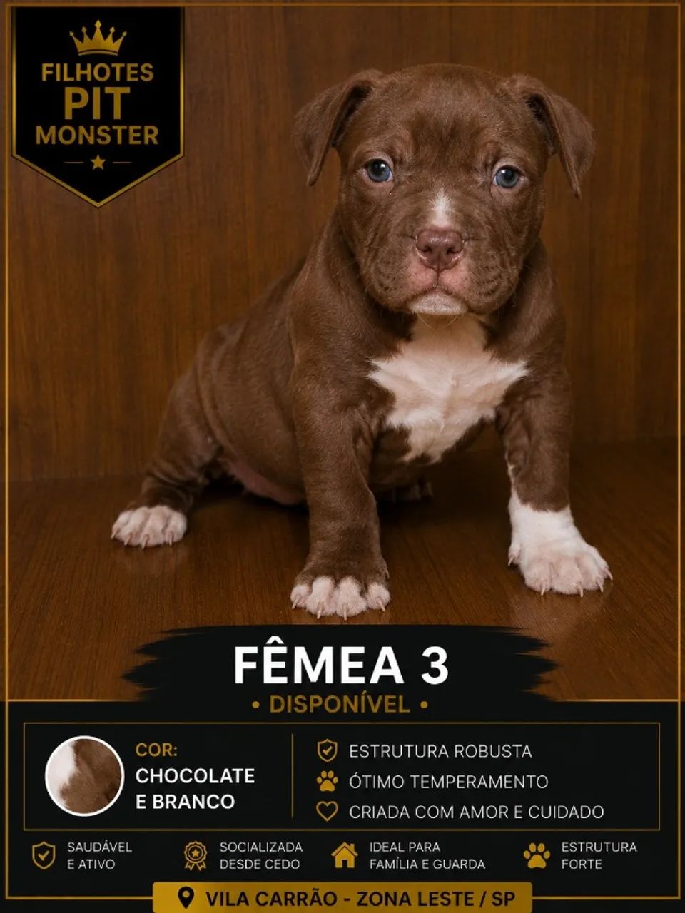 Filhotes de Pit Monster com cores diferenciadas | 3 machos e 4 fêmeas | Vila Carrão - SP | - Foto 5