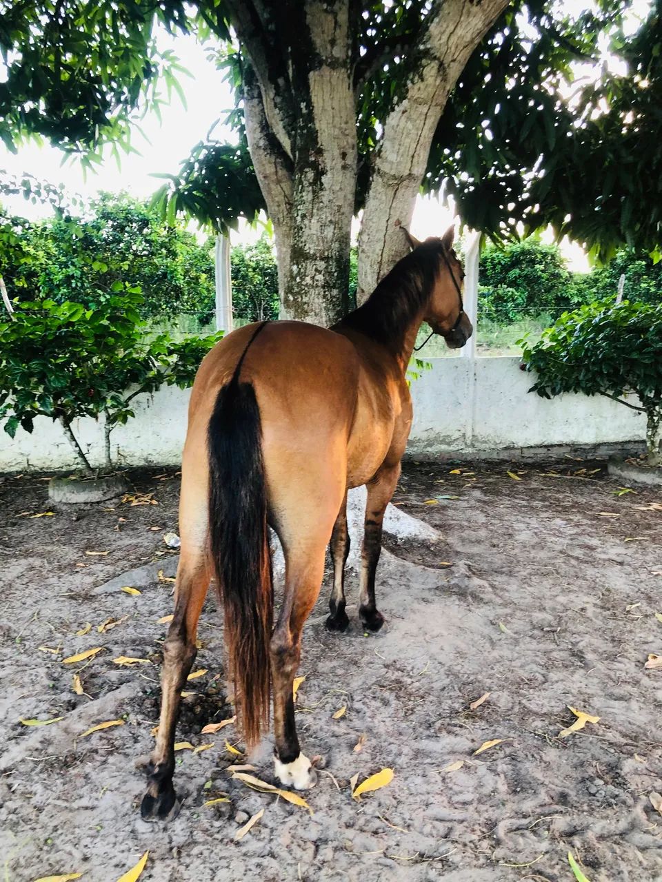 Pra vender rápido égua MM  - Foto 2