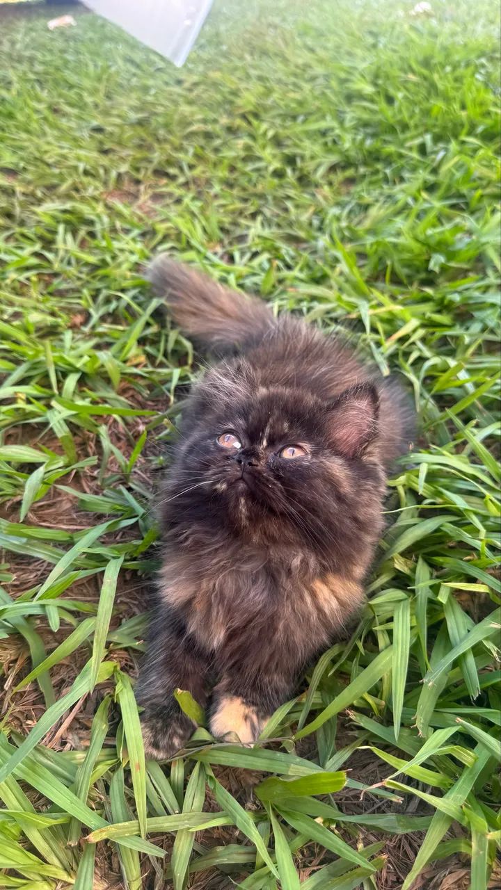 Persa filhote  - Foto 2