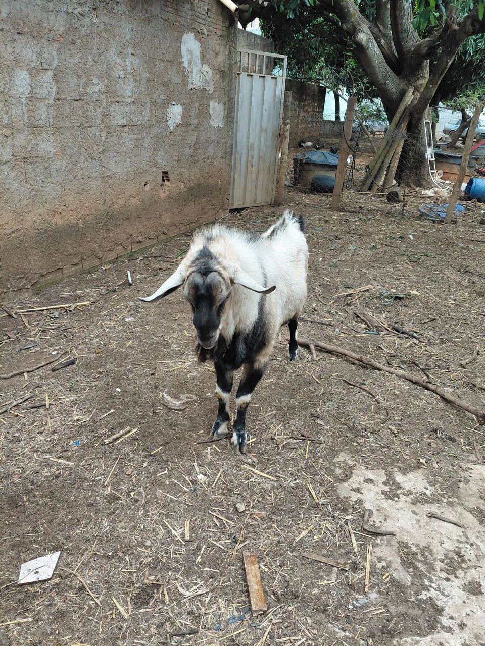 Cabras e bodes