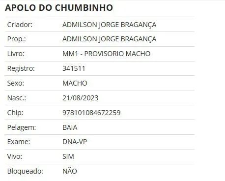 Potro Magalarga Marchador - Foto 3