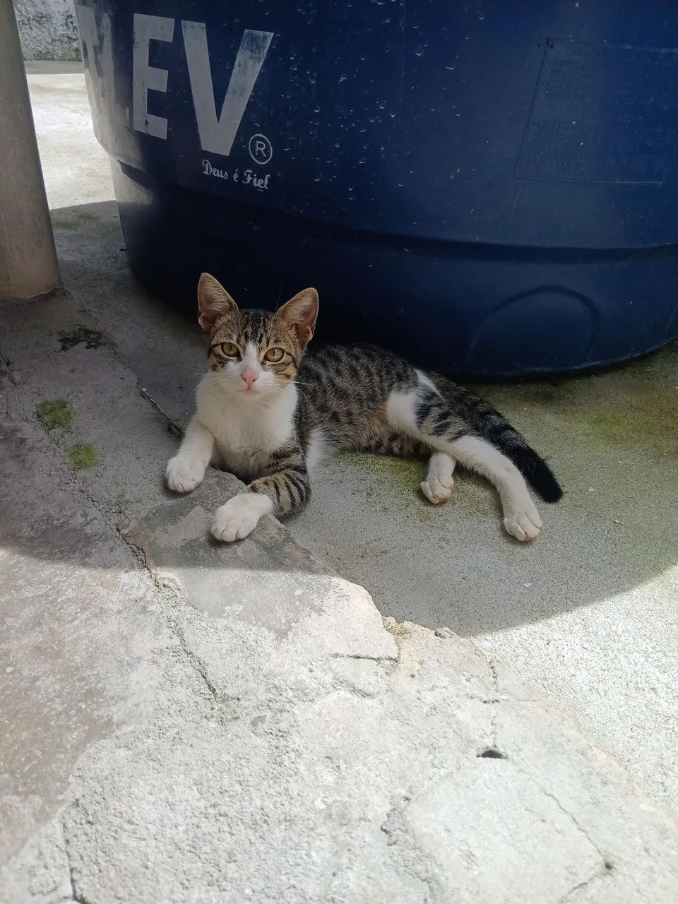 Gatinho macho para adoção responsavel 