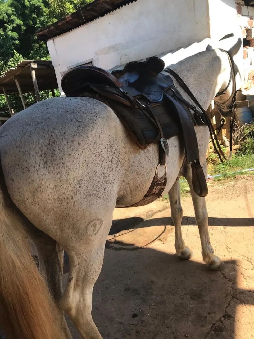 Cavalo Lindo,  forte, extremamente dócil. Castrado  - Foto 3