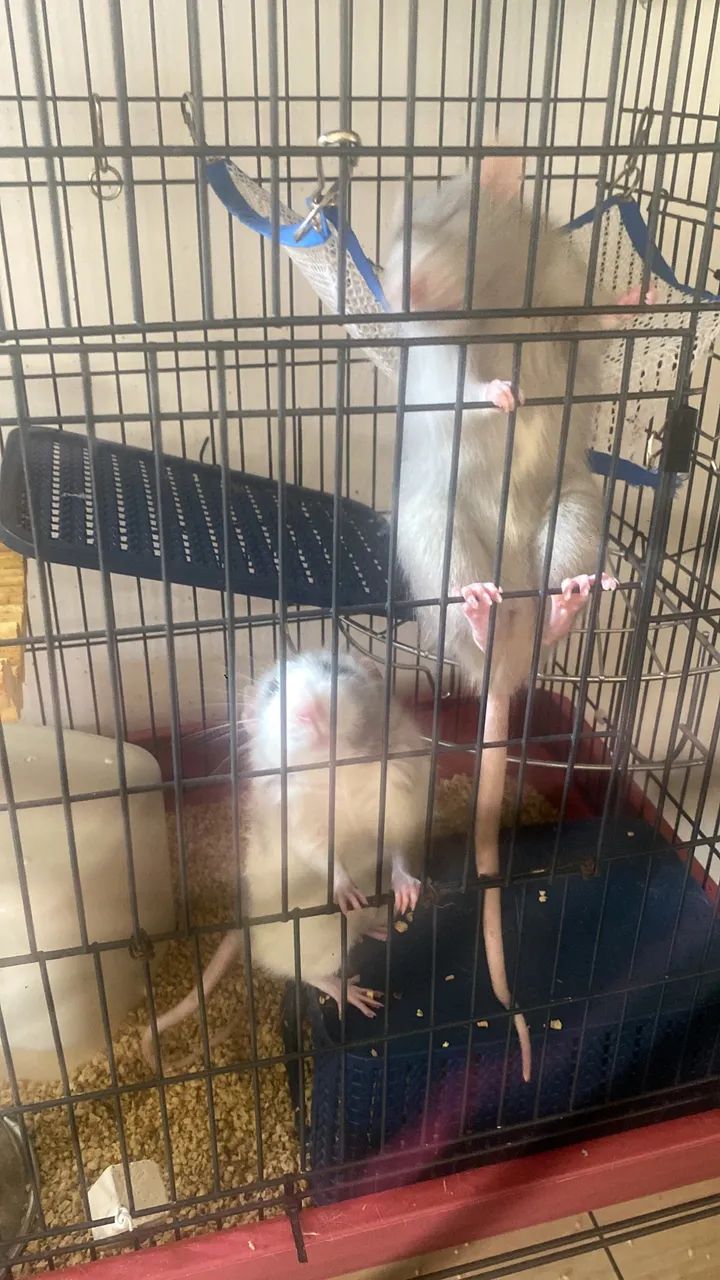 Doação Ratos Twister