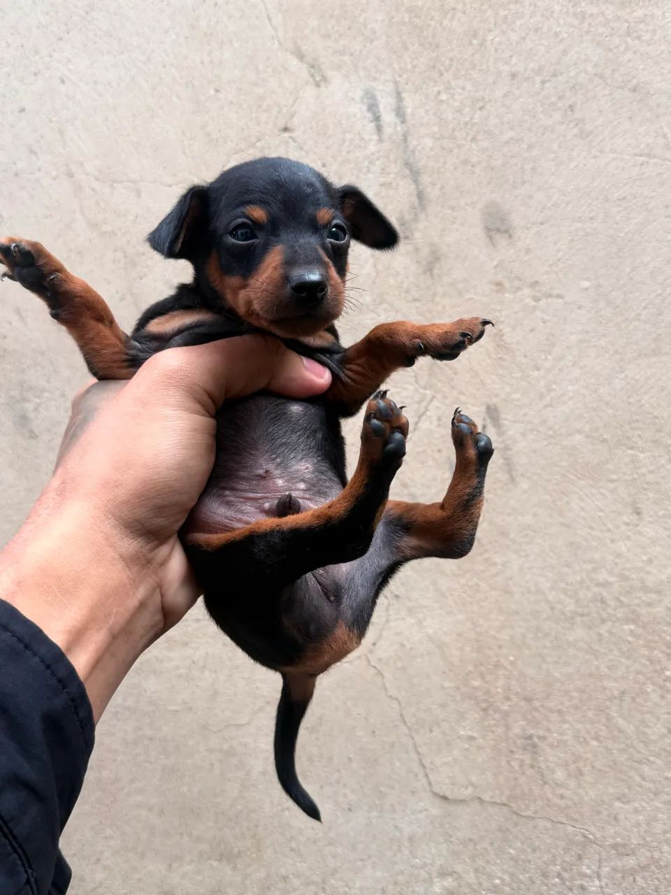Filhotes de Pinscher 