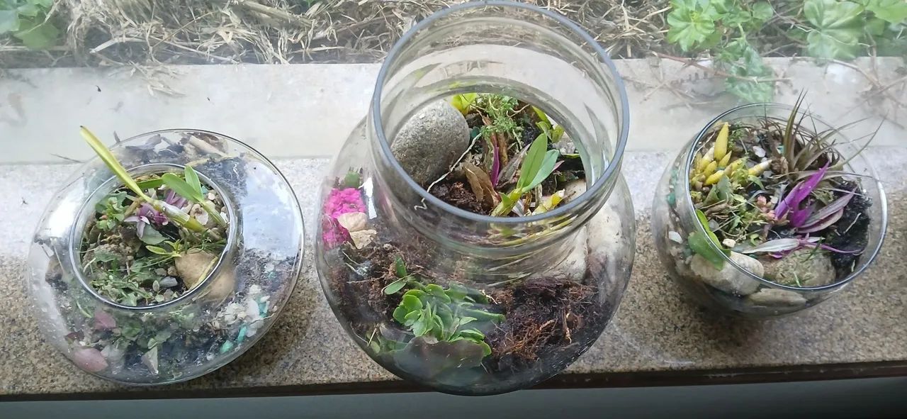 Terrários de plantas. - Foto 3