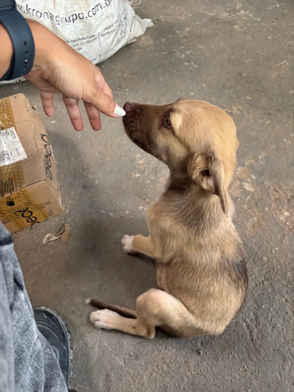 Doação de cachorro macho  - Foto 4