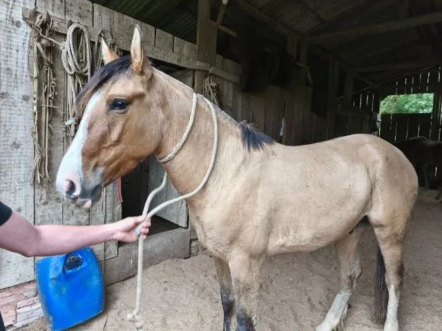 Cavalo crioulo  - Foto 3