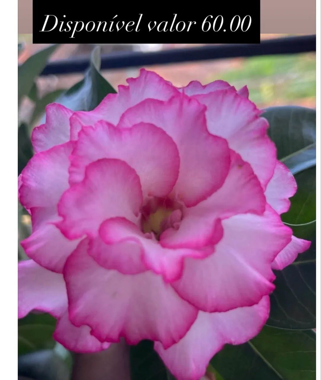 Rosa do deserto  - Foto 5