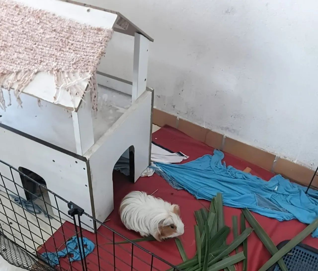 Porquinho da india macho  - Foto 2