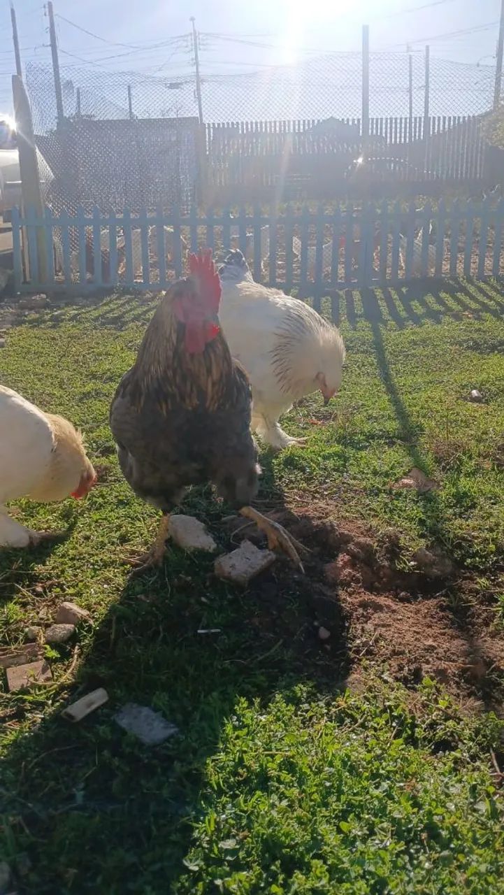 Galos Brahma Light  - Foto 2