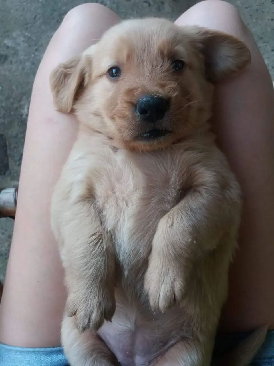 Golden Retriver macho  - Foto 2