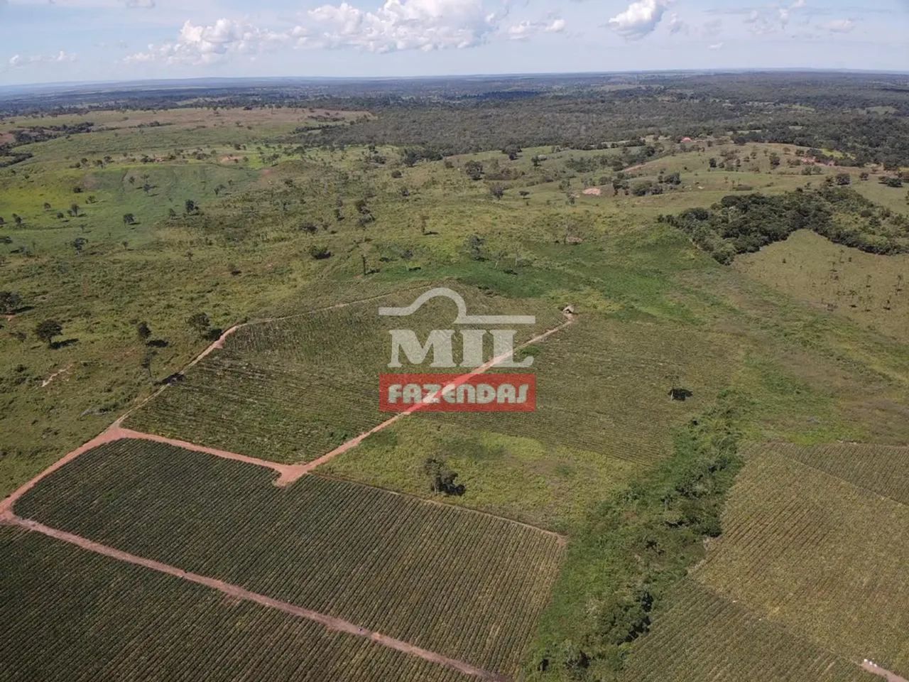 Fazenda 100 Alqueires (484 Hectares) Miranorte - TO - Foto 3