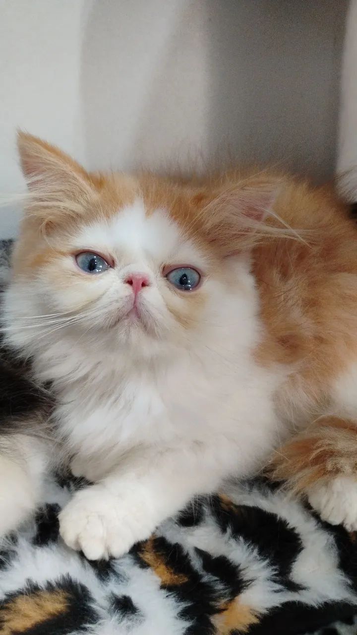 Filhotes de persa  - Foto 4