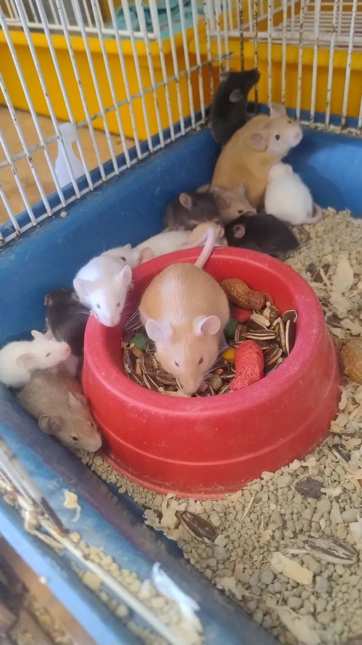 mouse446520082333050884