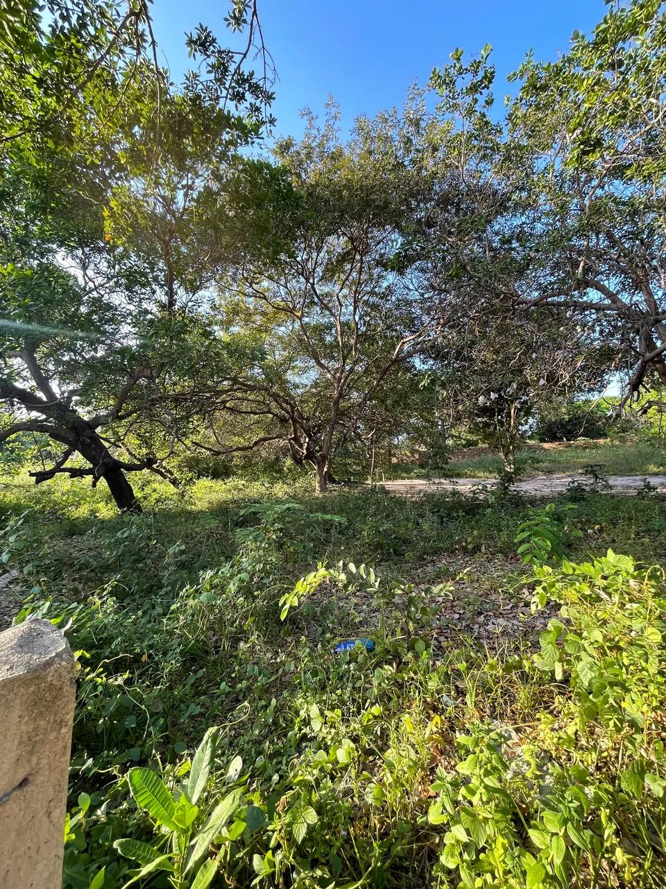 VENDO TERRENOS EM PANAQUATIRA - Foto 3