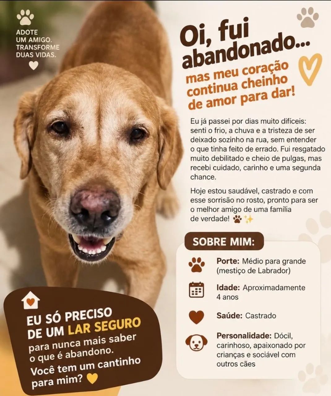 Doação Labrador - 4 anos