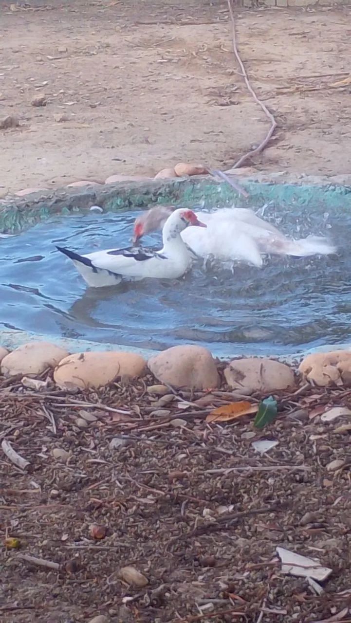 Patos