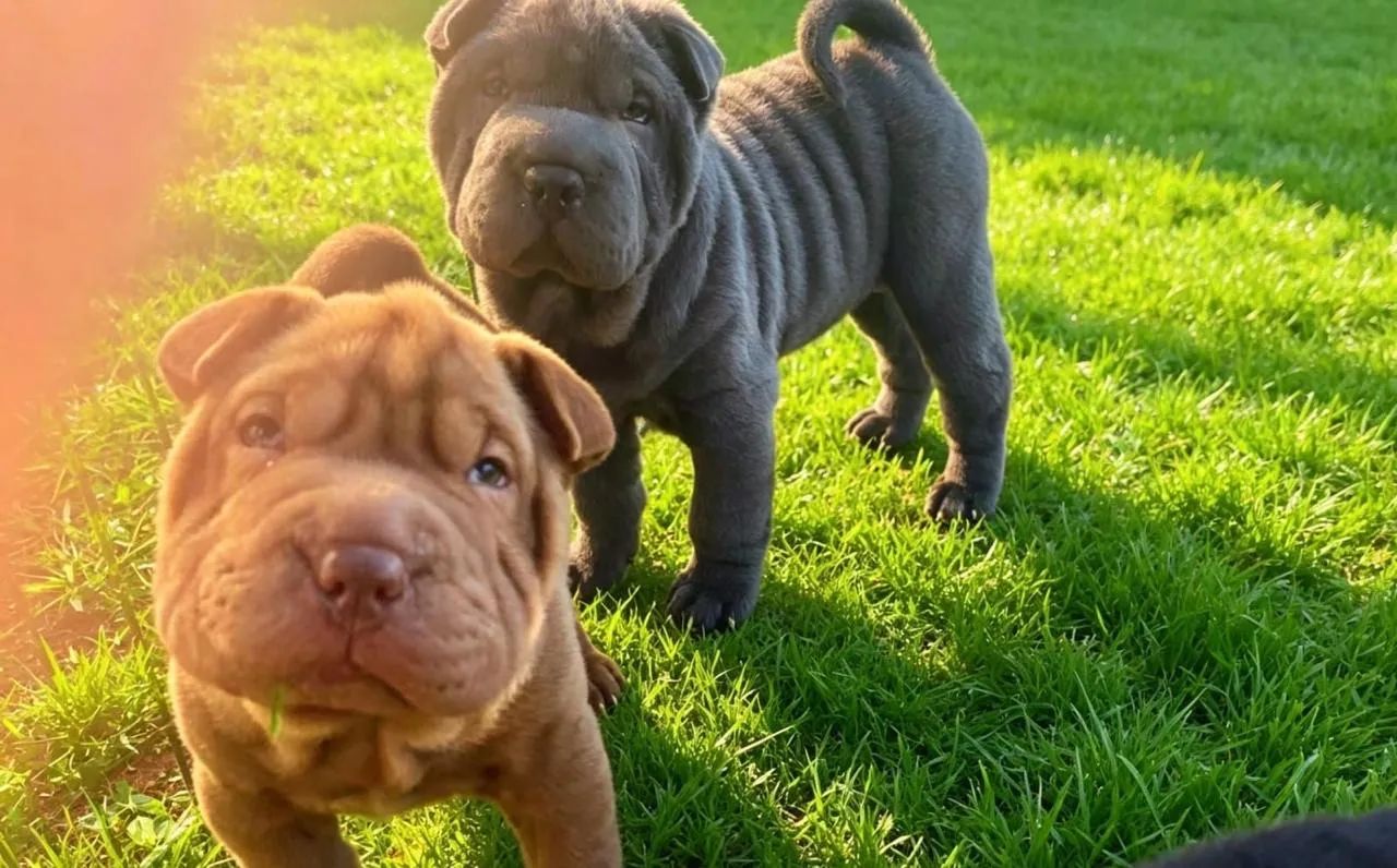 Shar Pei - Foto 4