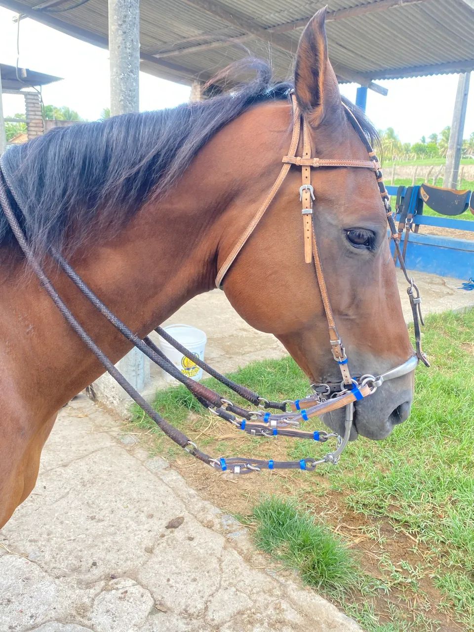 Cavalo de vaquejada  - Foto 4