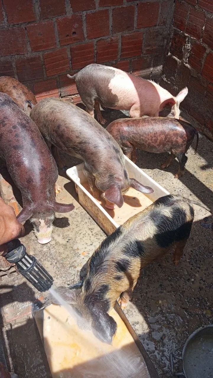 Vende-se. Suínos.  - Foto 2
