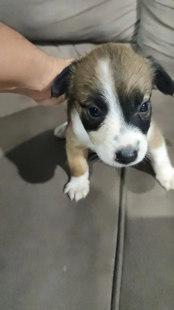 Filhotes de cachorro ? - Foto 2
