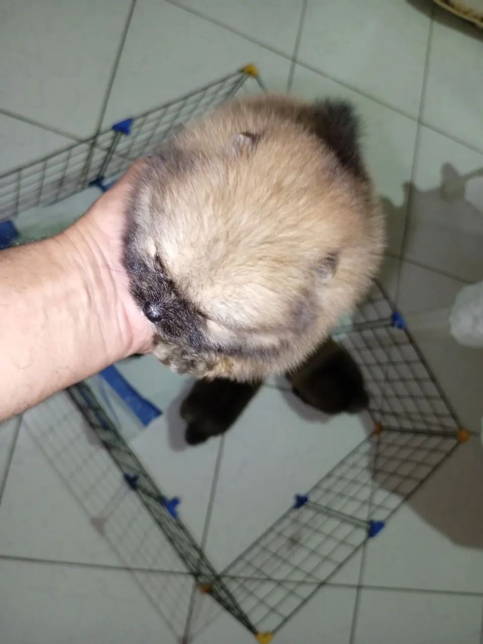 Lulu da Pomerânia 