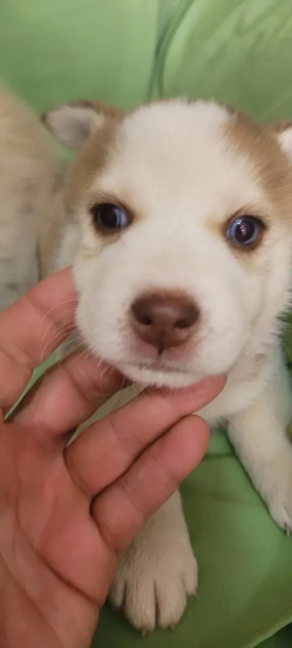 HUSKY SIBERIANO  - Foto 2