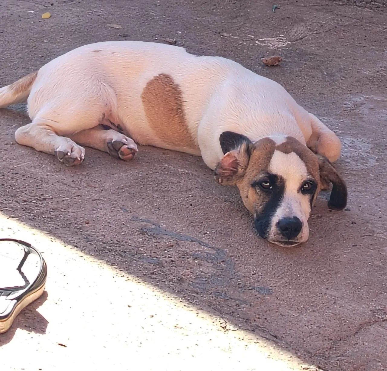 Cachorro para adoção 