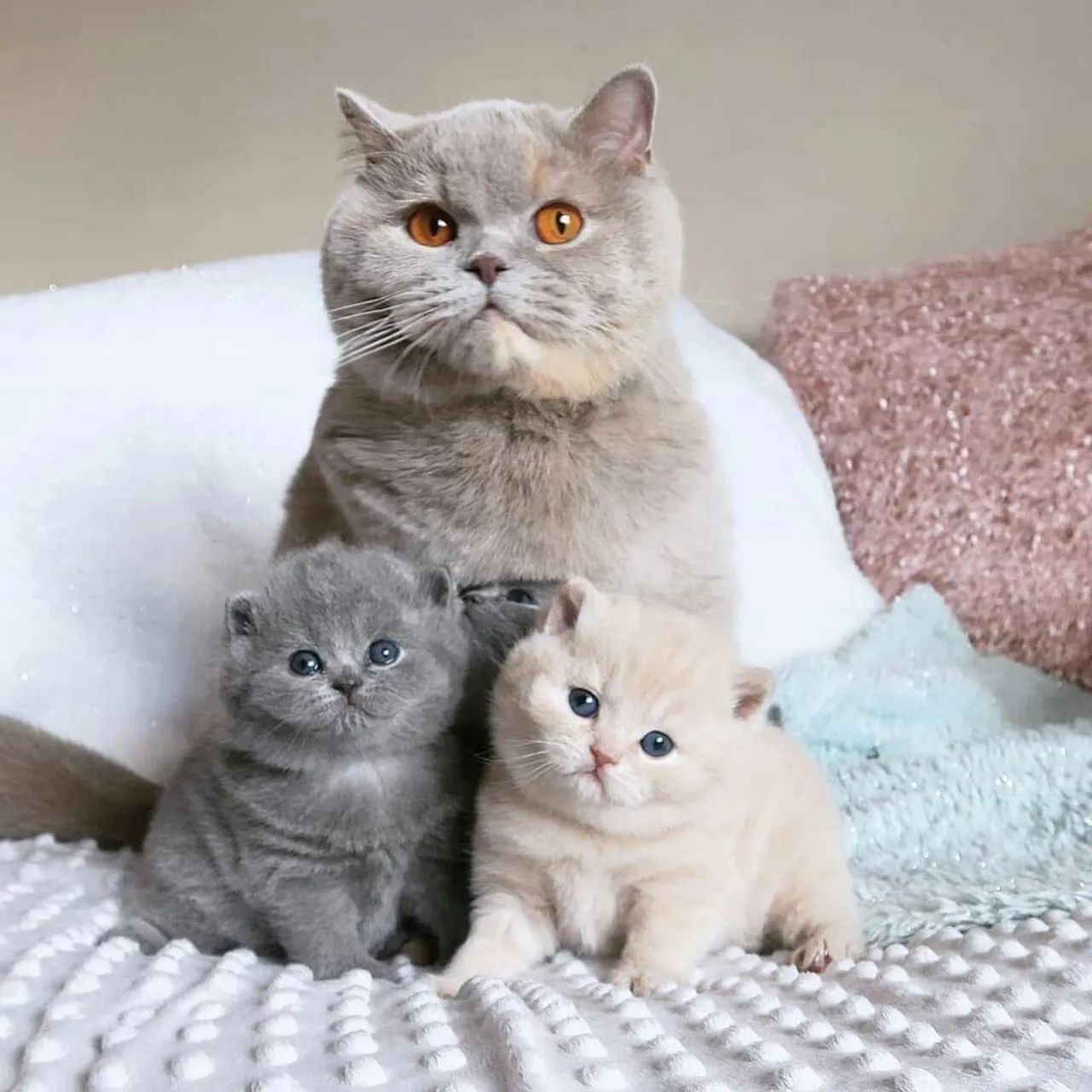 British shorthair 