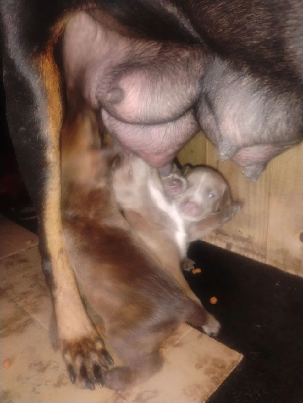 Doberpit cão de guarda  - Foto 3