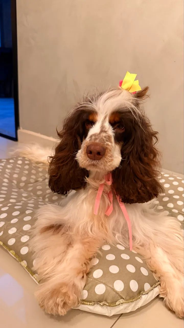 Cocker spaniel fêmea  - Foto 2