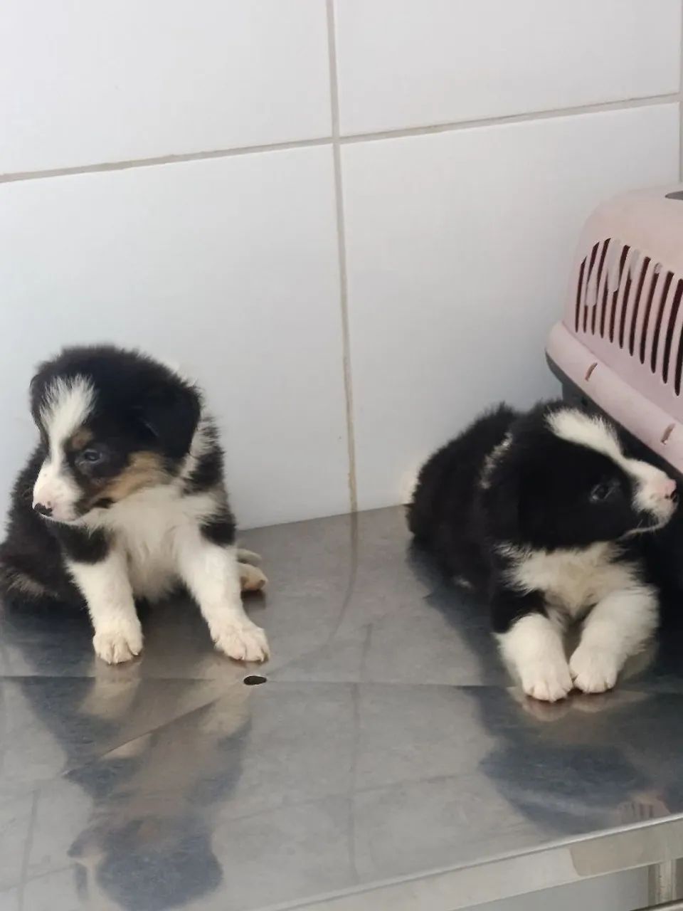 Border collie  - Foto 5