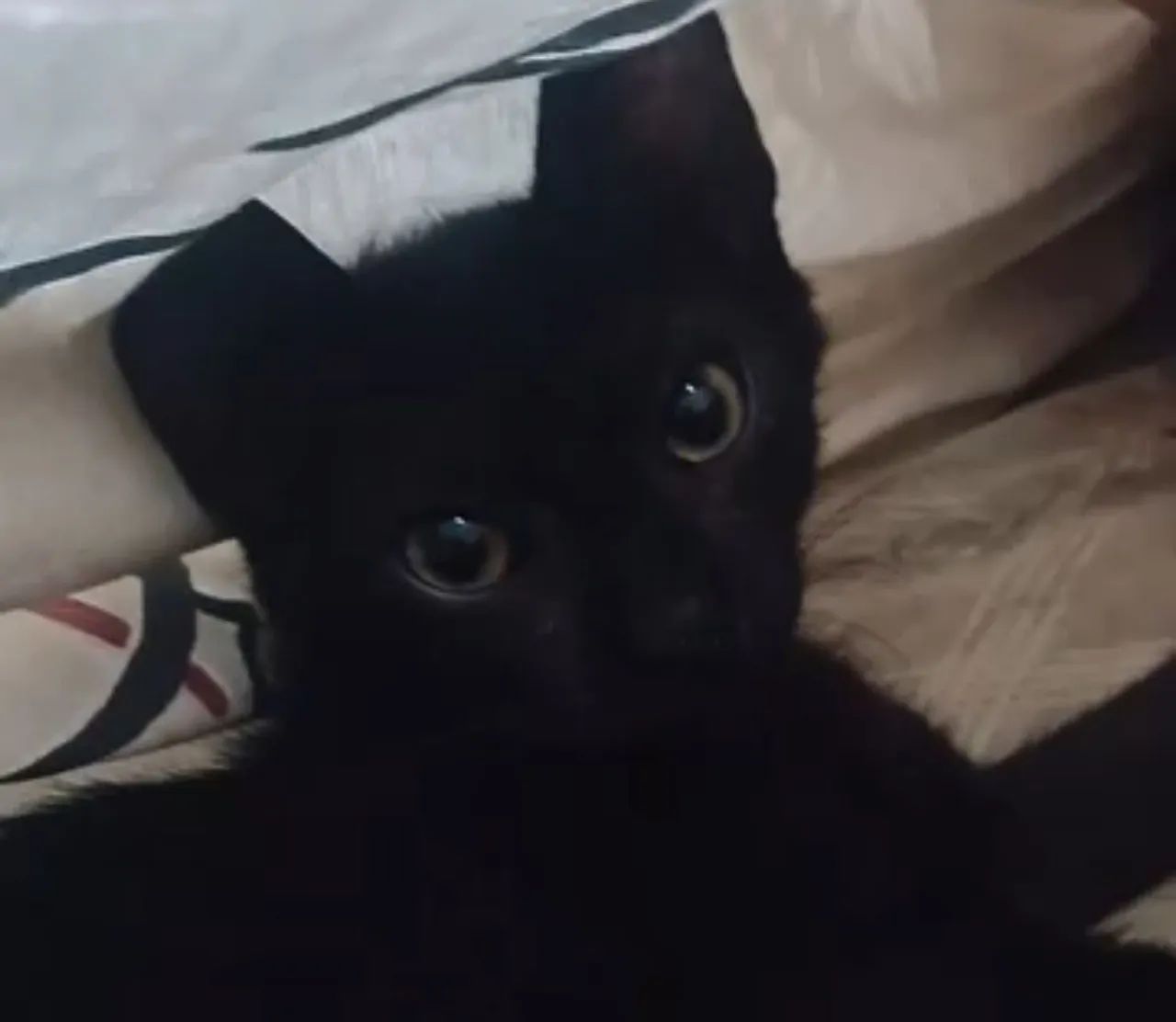 Doação de gato preto  - Foto 2