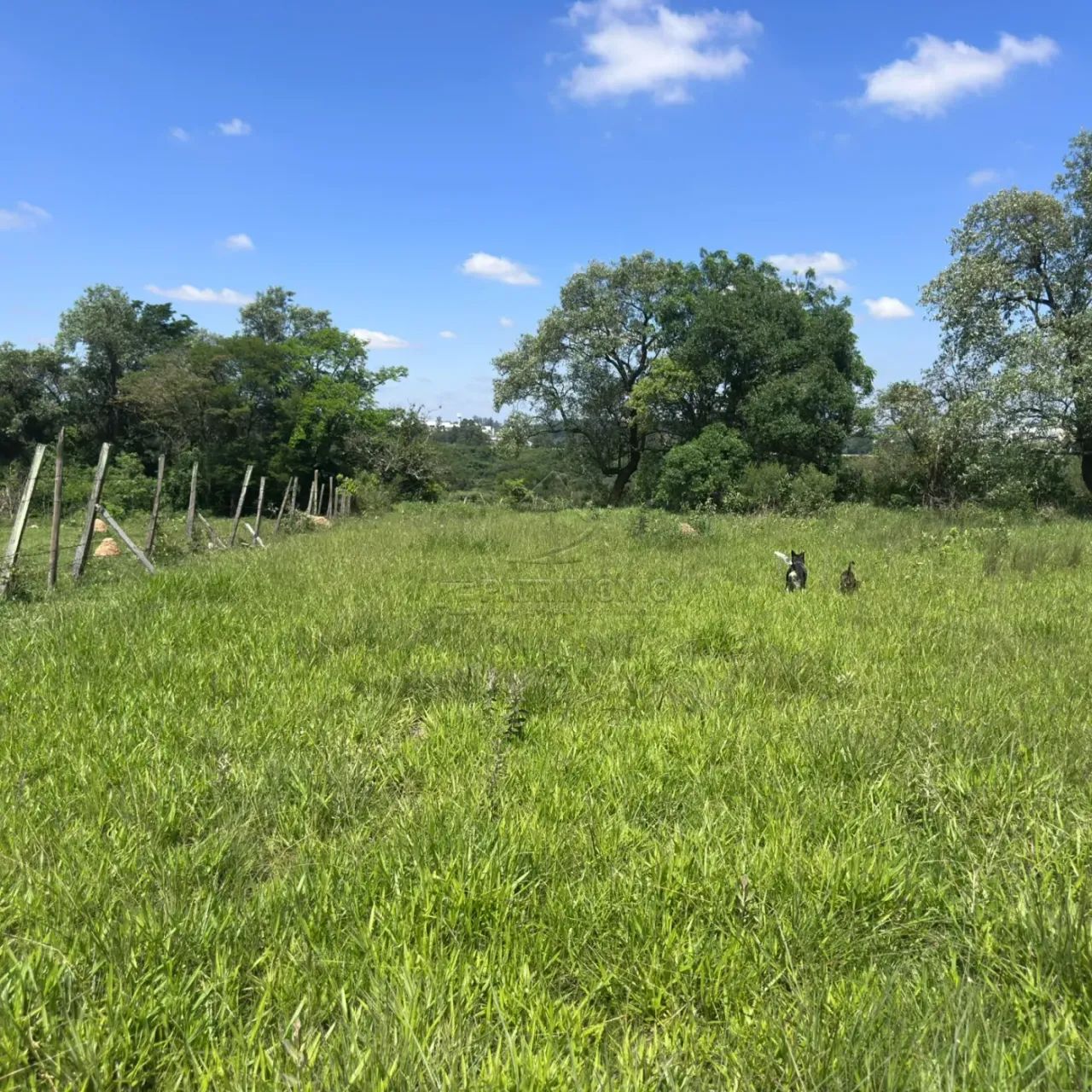 TERRENO - CAJURU DO SUL - Foto 5
