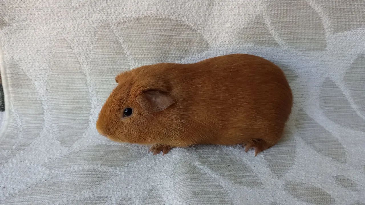 lindos animais  - Foto 5
